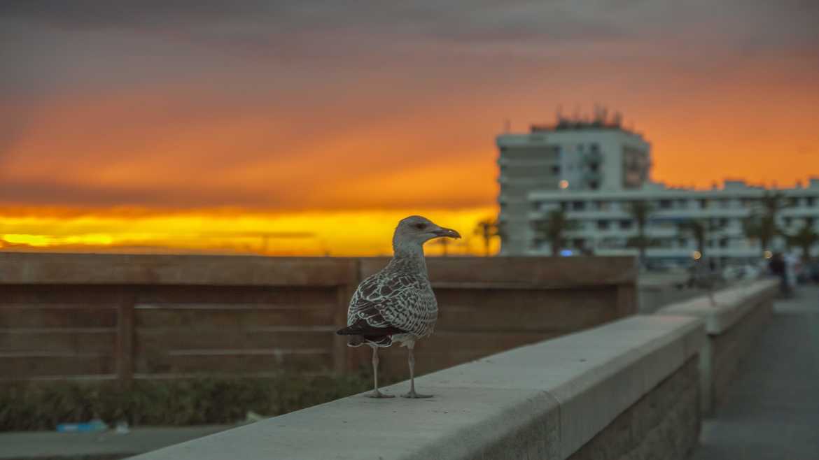 Mouette