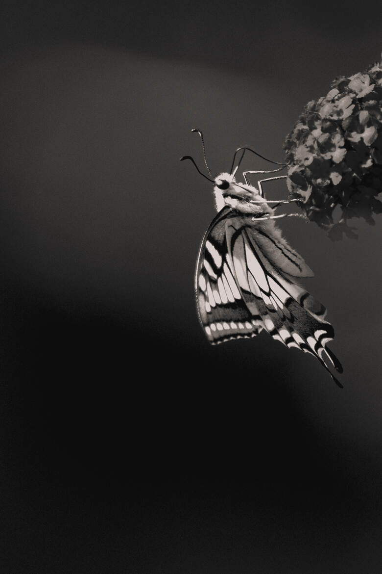 Machaon