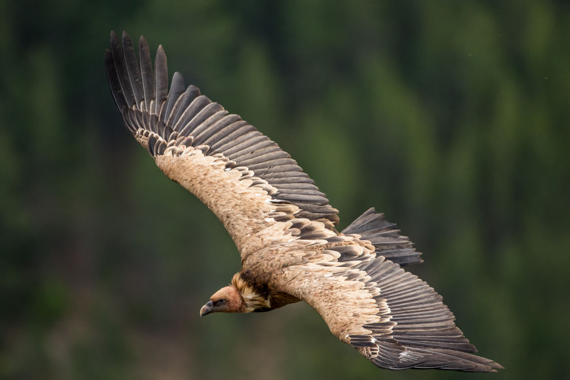 Vautour fauve