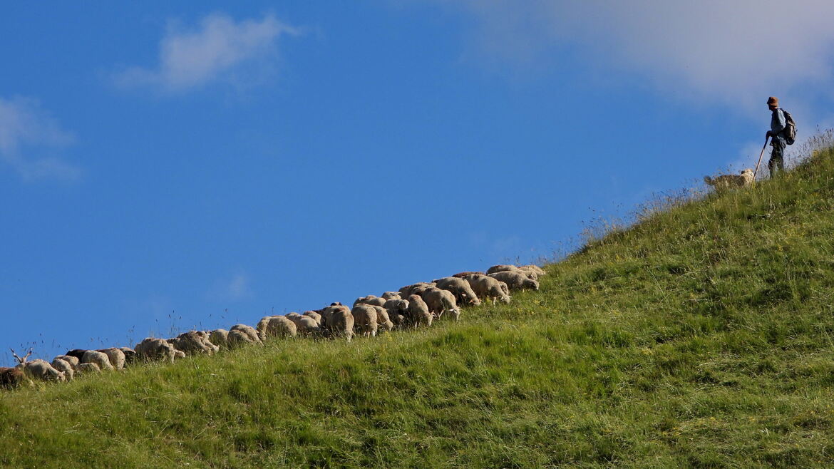 Moutons et berger à La Grave