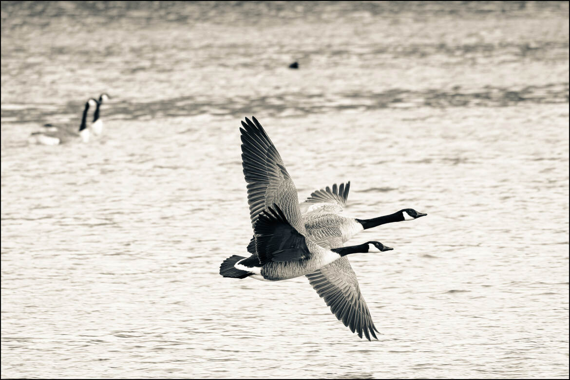 On se tire à tire d'ailes.