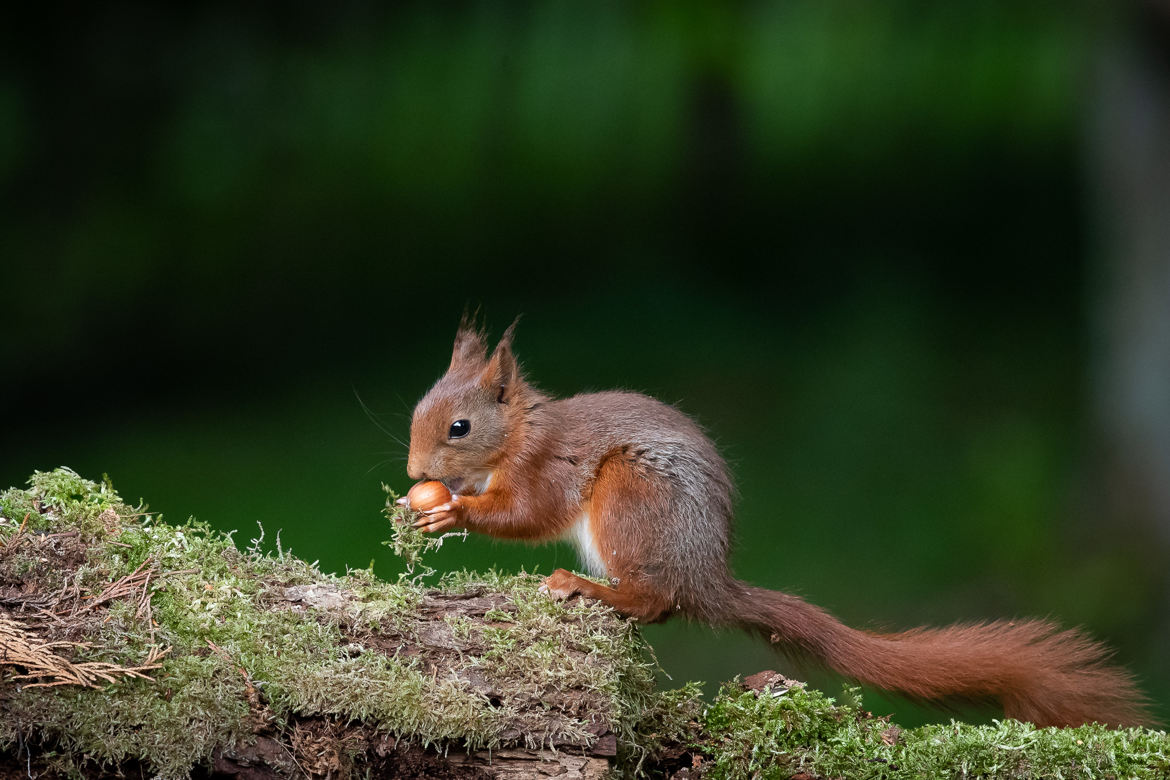 le petit gourmand