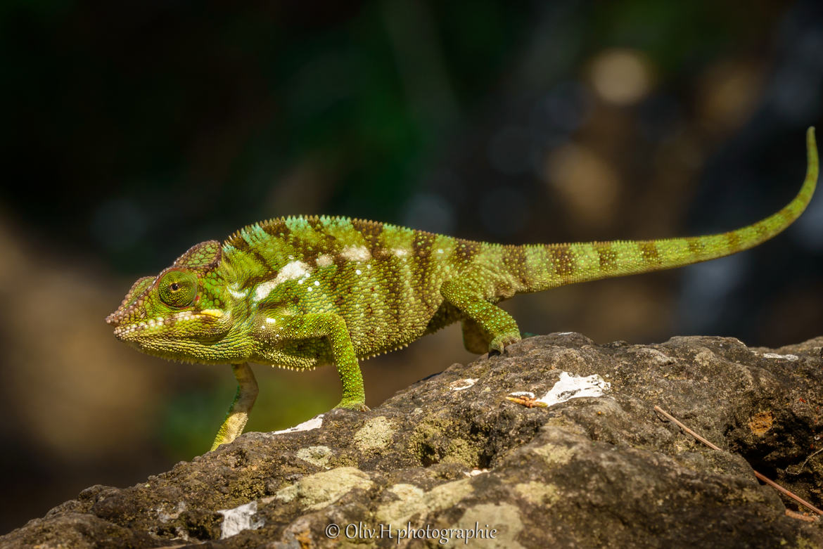 Furcifer pardalis