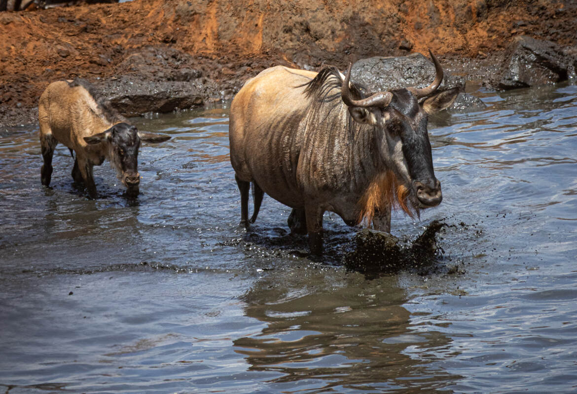 Premier cours de Natation