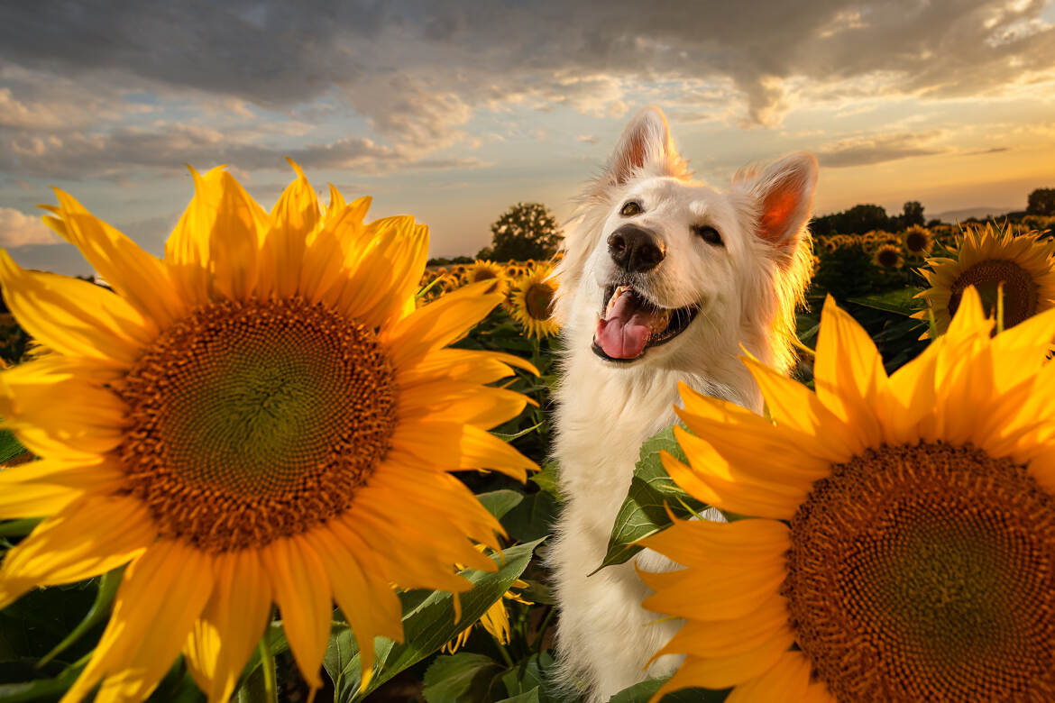 Le chien aux tournesols