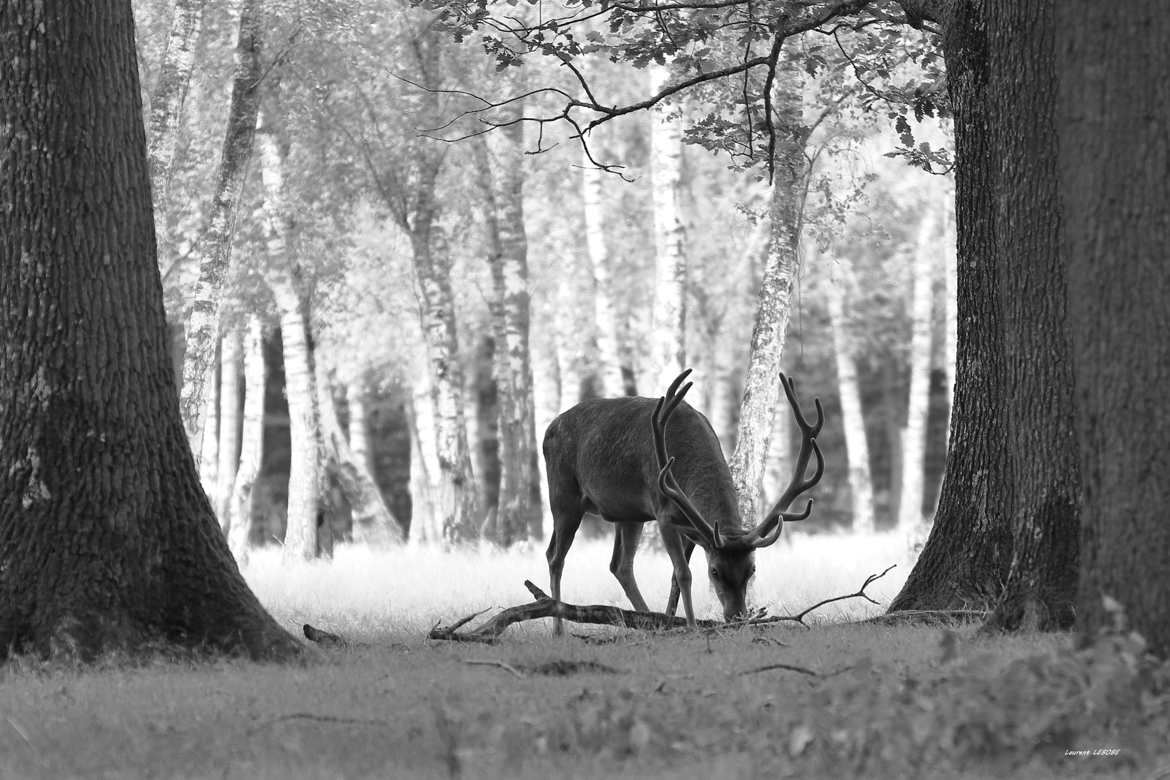 roi de nos forets