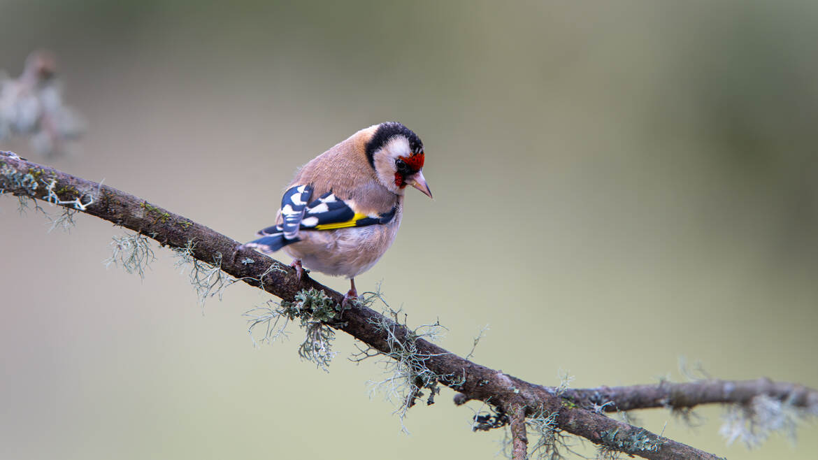 Le p'tit clown du jardin
