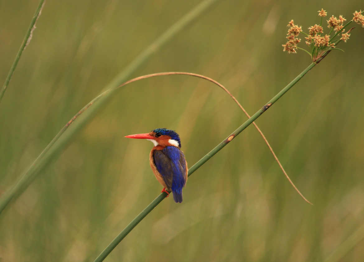 Kingfisher