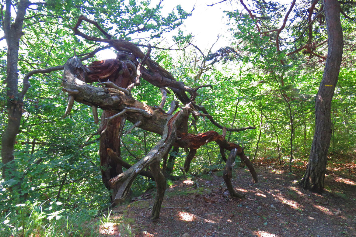 En foret