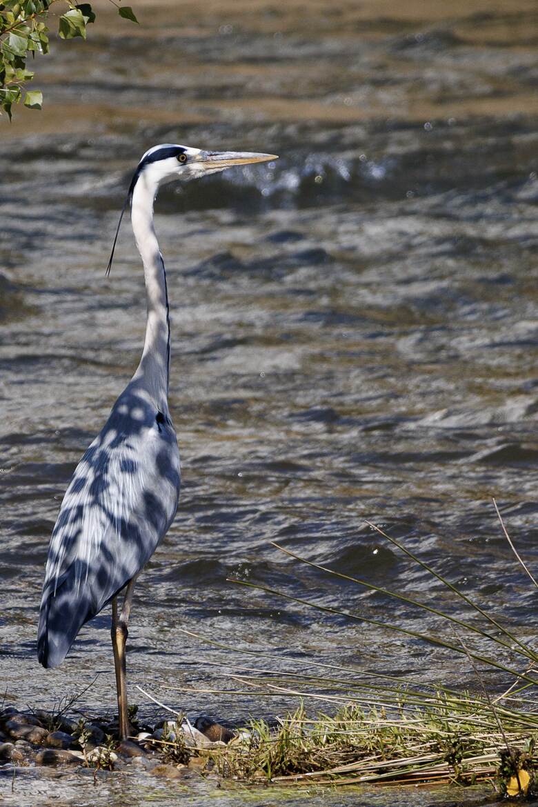 quand l'ombre du feuillage modifie mon plumage