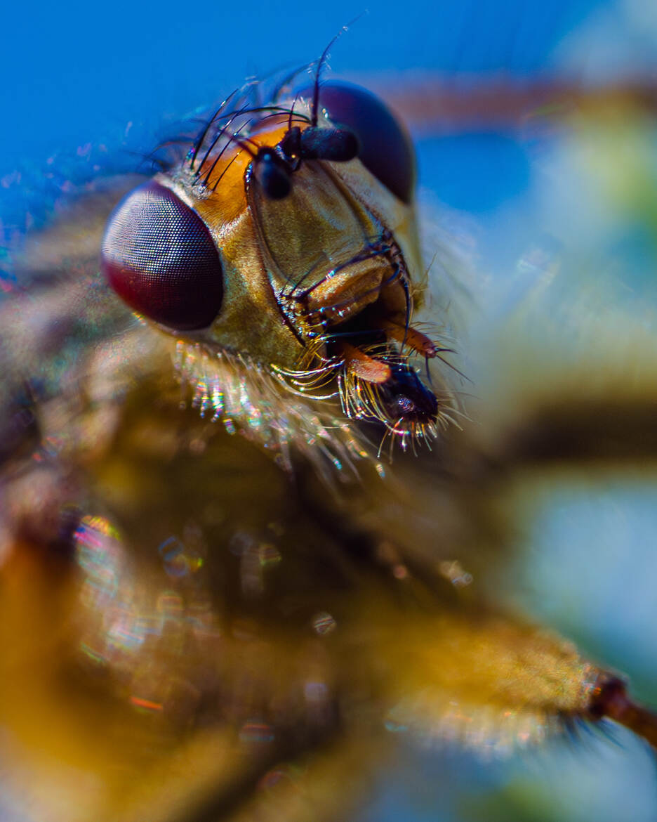 Scatophage du fumier