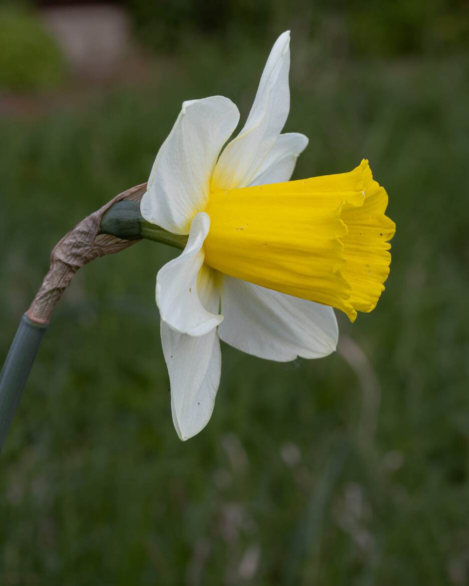 Narcisse blanc et jaune