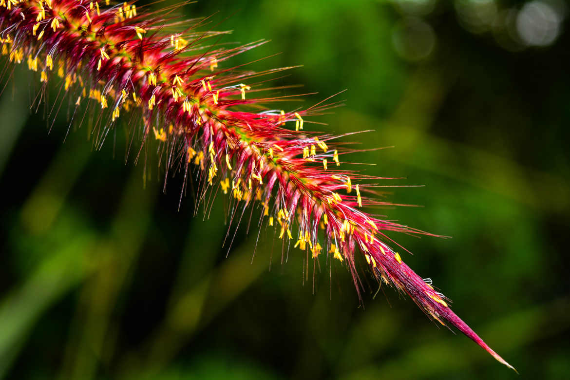 Épines de fleur.