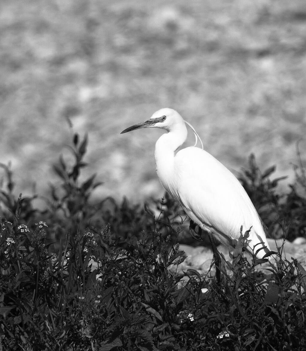 AIGRETTE