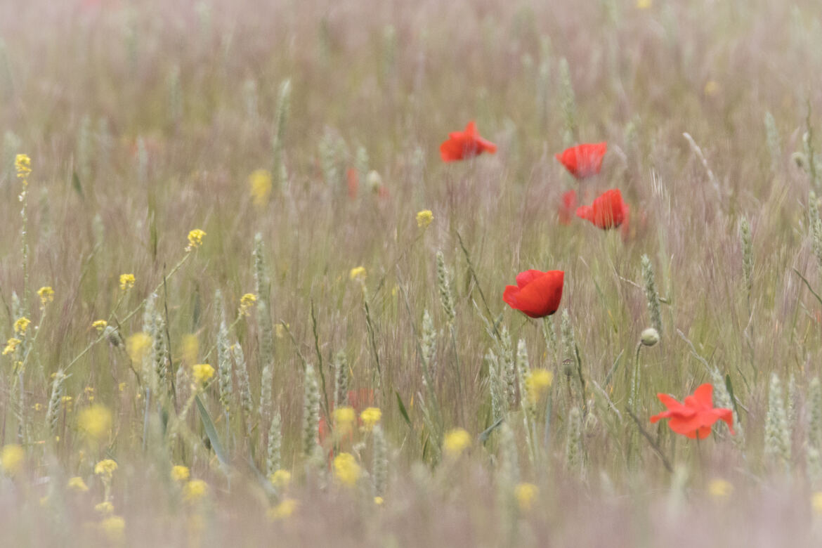 Le bonheur est dans le pré