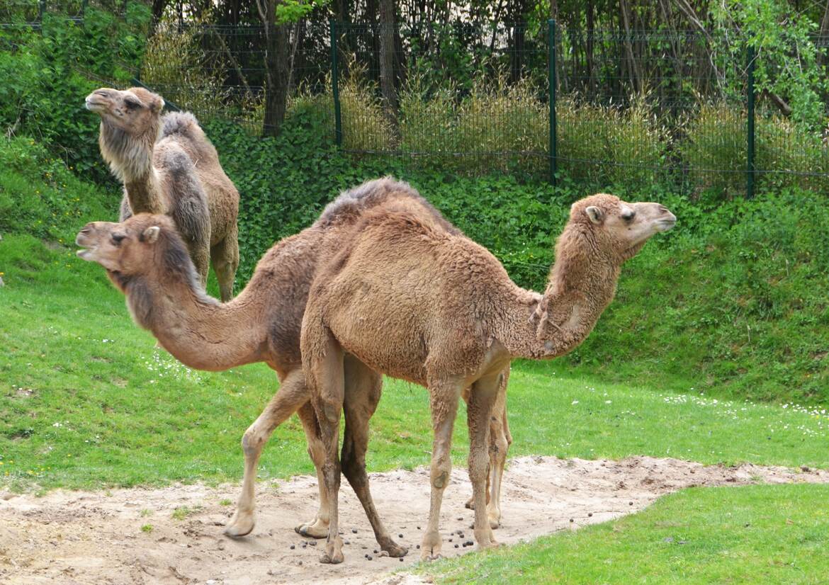 Dromadaire a 2 têtes et 1 bosse