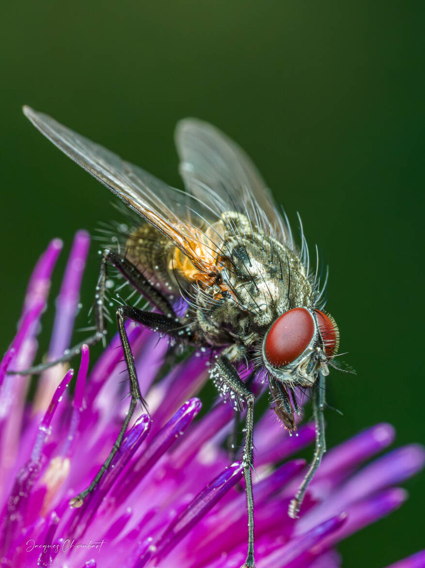 Bithia modesta