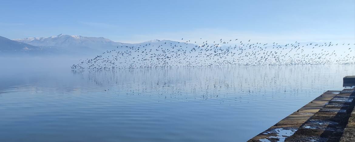 Invasion de cormorans!