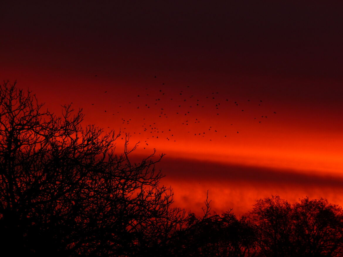 lever soleil rouge oiseaux fenêtre