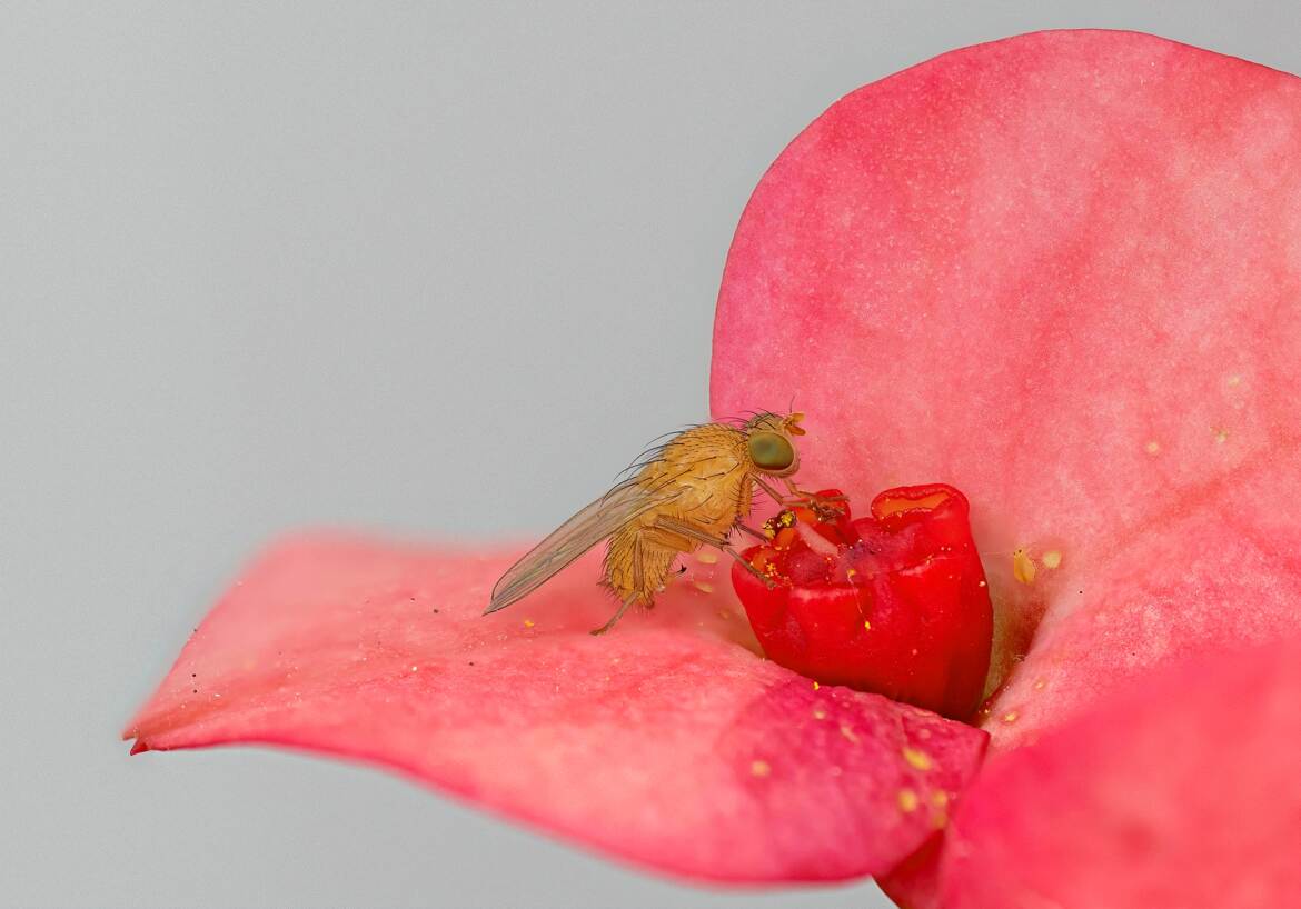 La petite mouche et le collembole