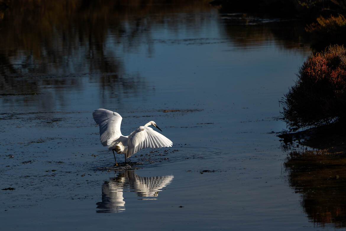 Aigrette en chasse !!