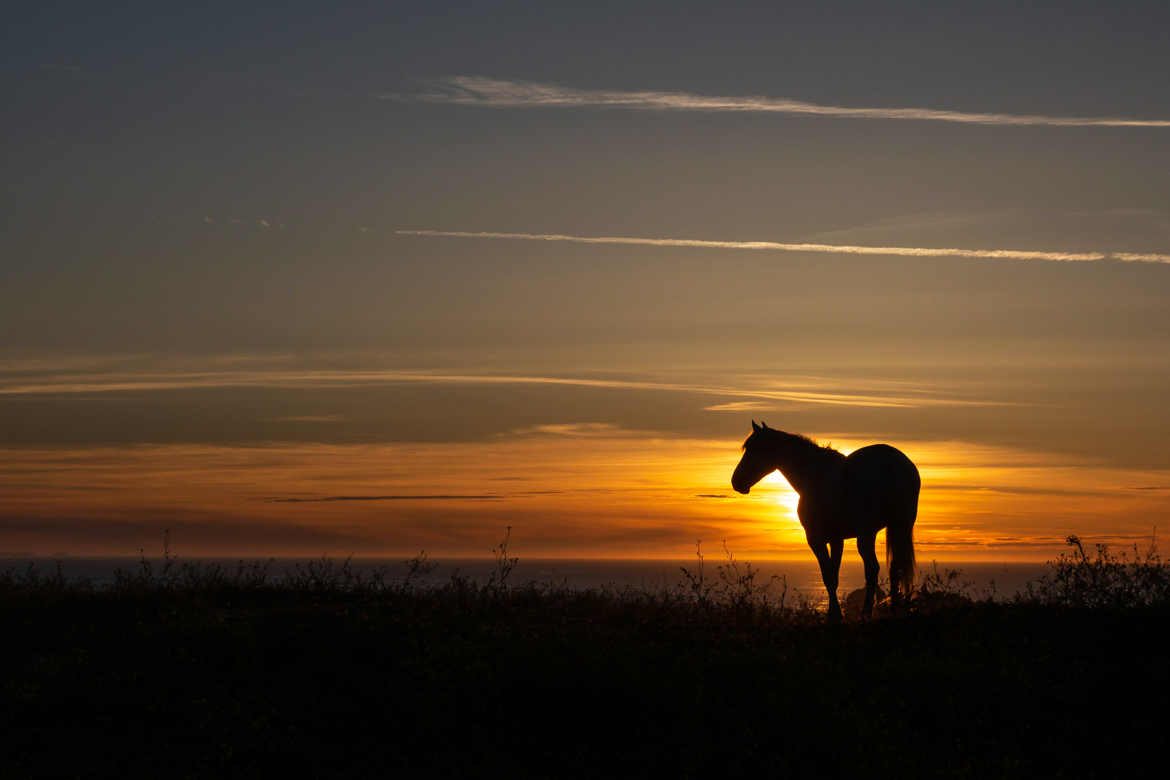 cheval, soleil couchant