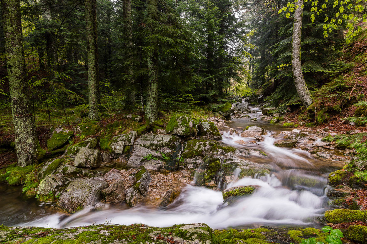 Forêt magique