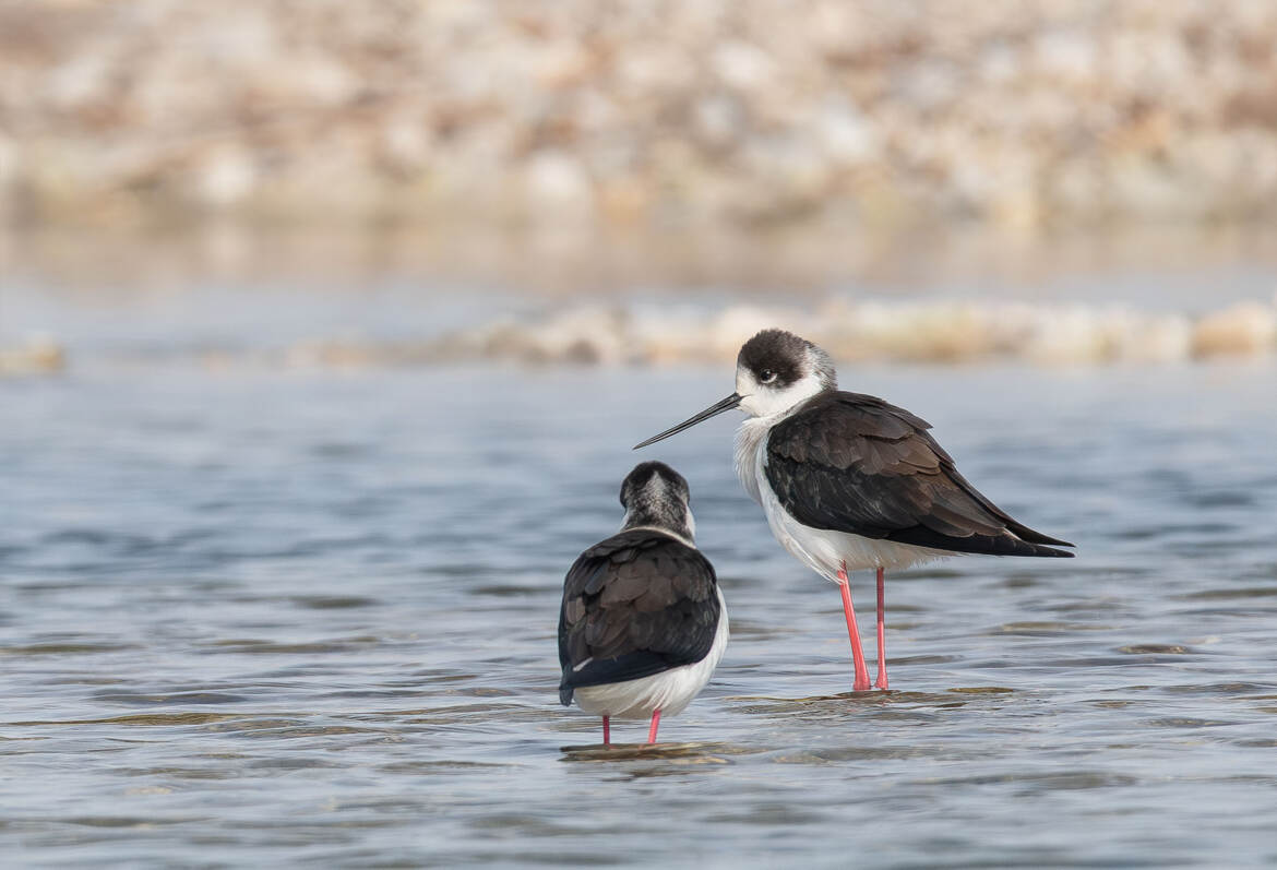 " Dans la lumière du jour "