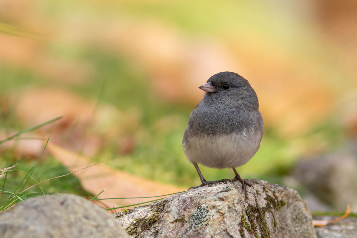 Junco ardoisé (3)