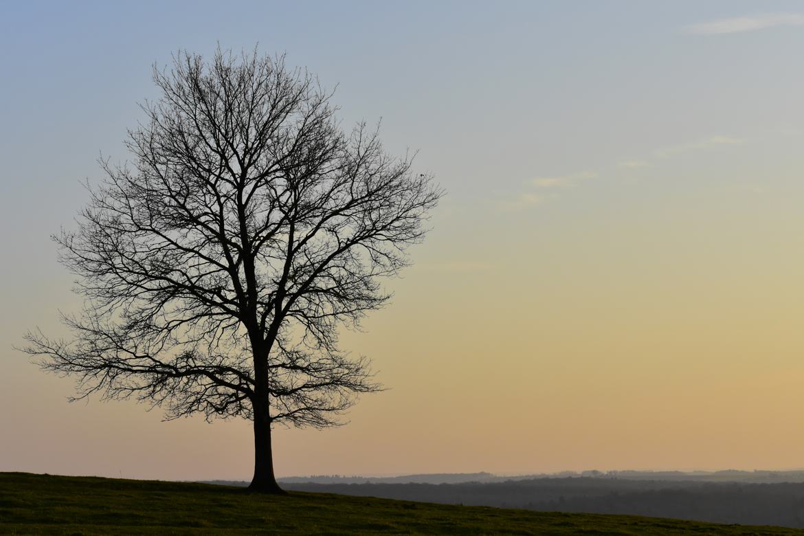 Lonely Tree Hill