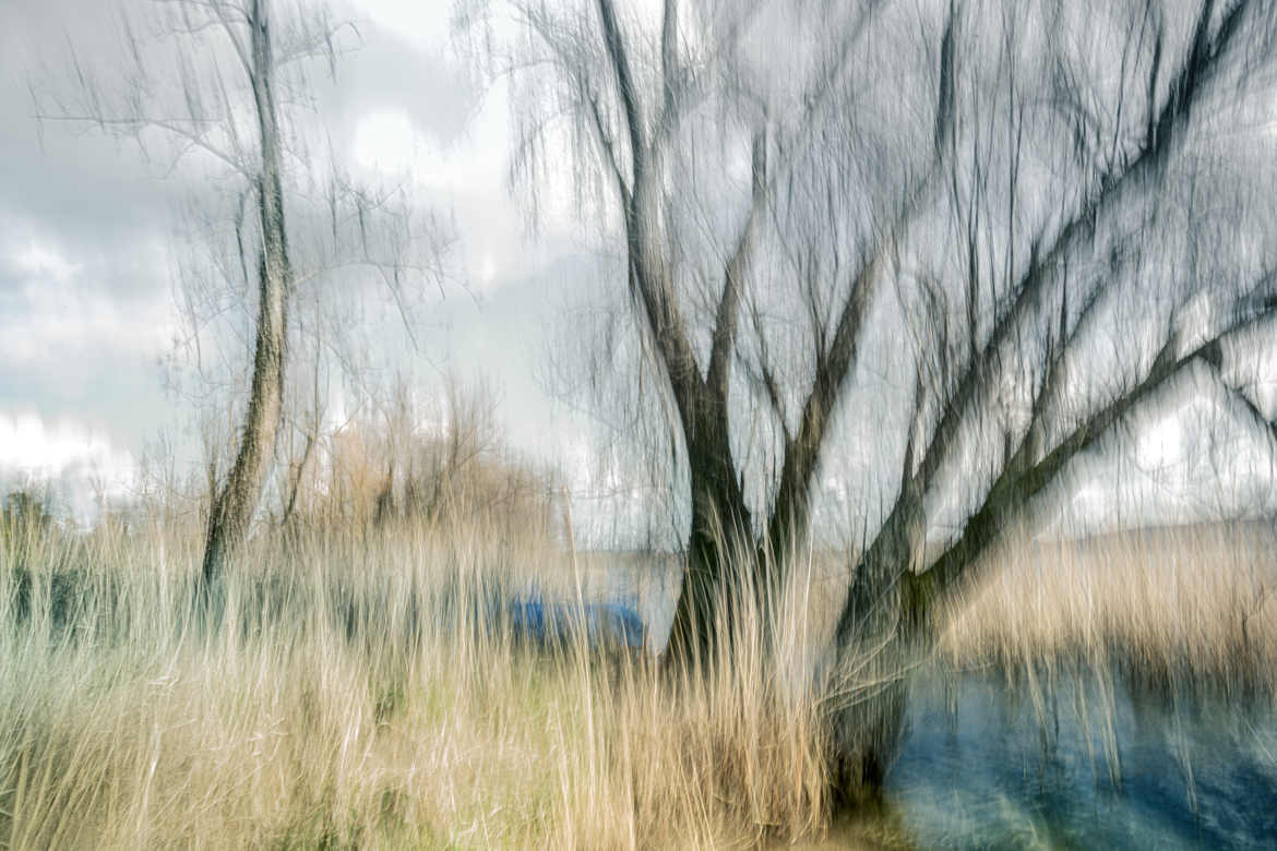 L'arbre au bord du lac