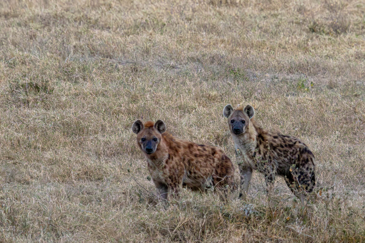 C'est ici le concours de beauté ?
