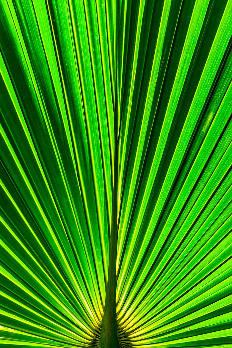 une feuille de palmier costapalmée