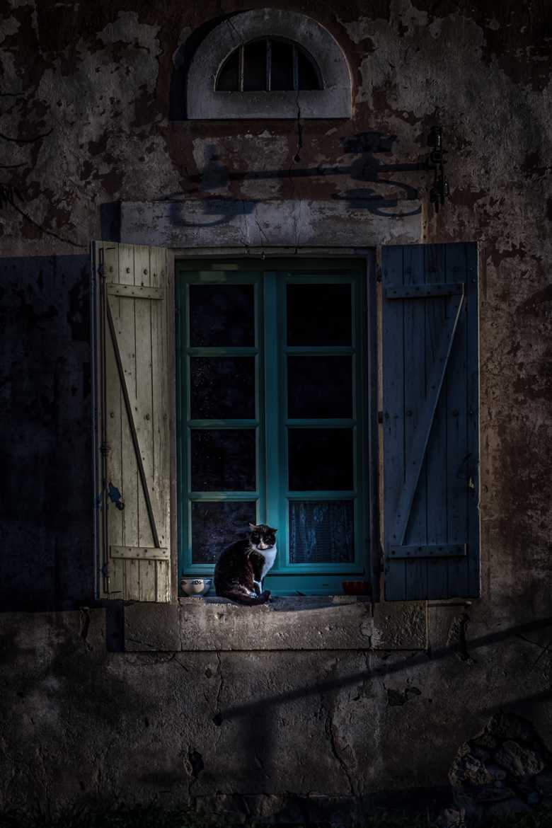 The Cat & The Blue Windows