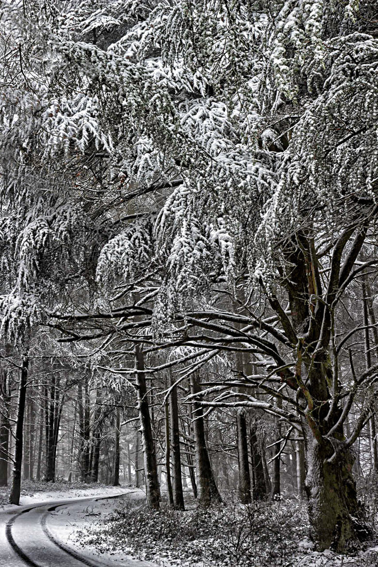 Chemin forestier en hiver