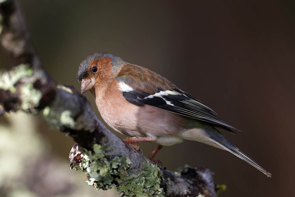 Observons avant d'agir