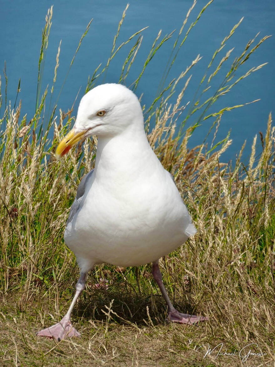 "Rock'n'Gull"