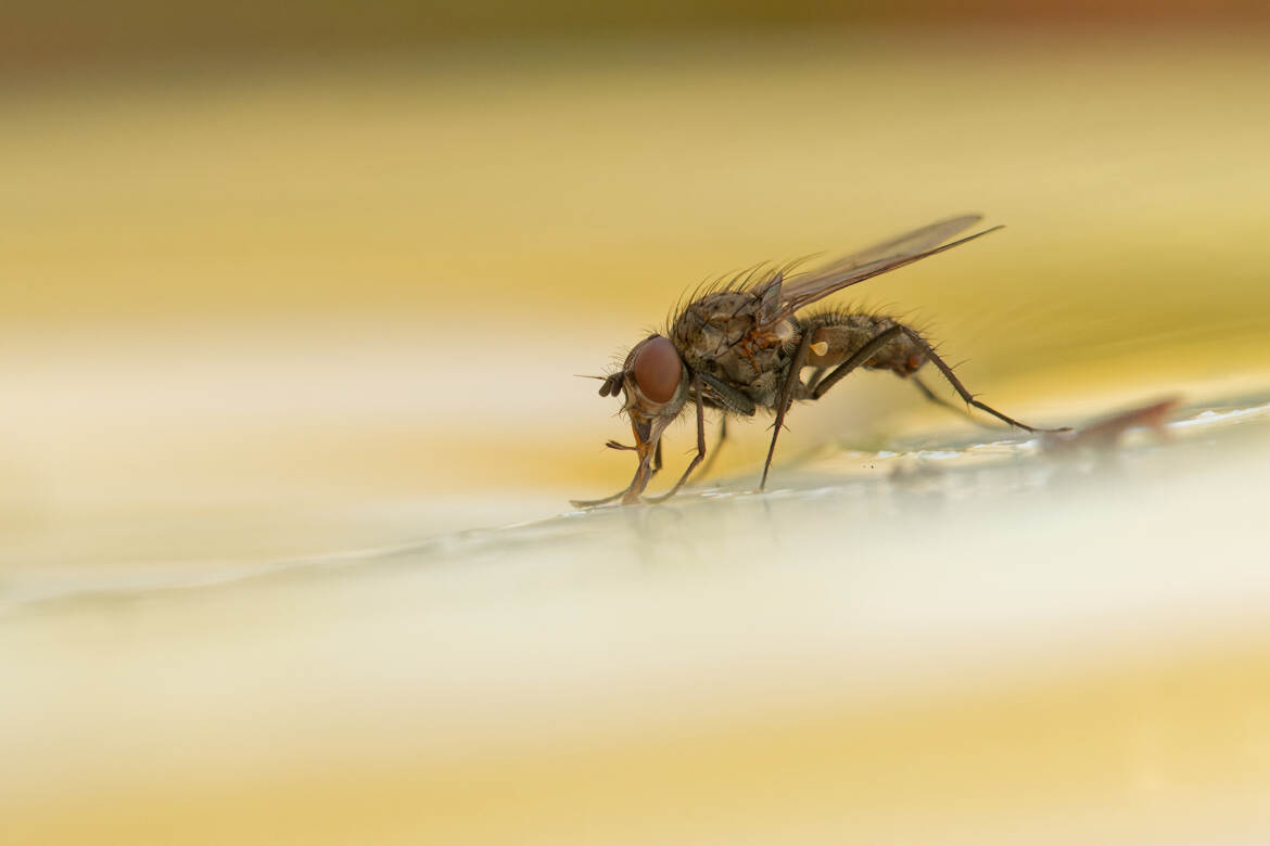Péché de gourmandise.