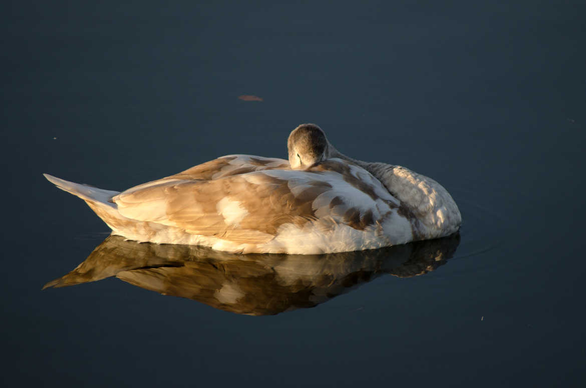 Cygne