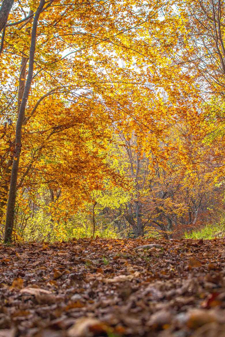 C est l automne !!!