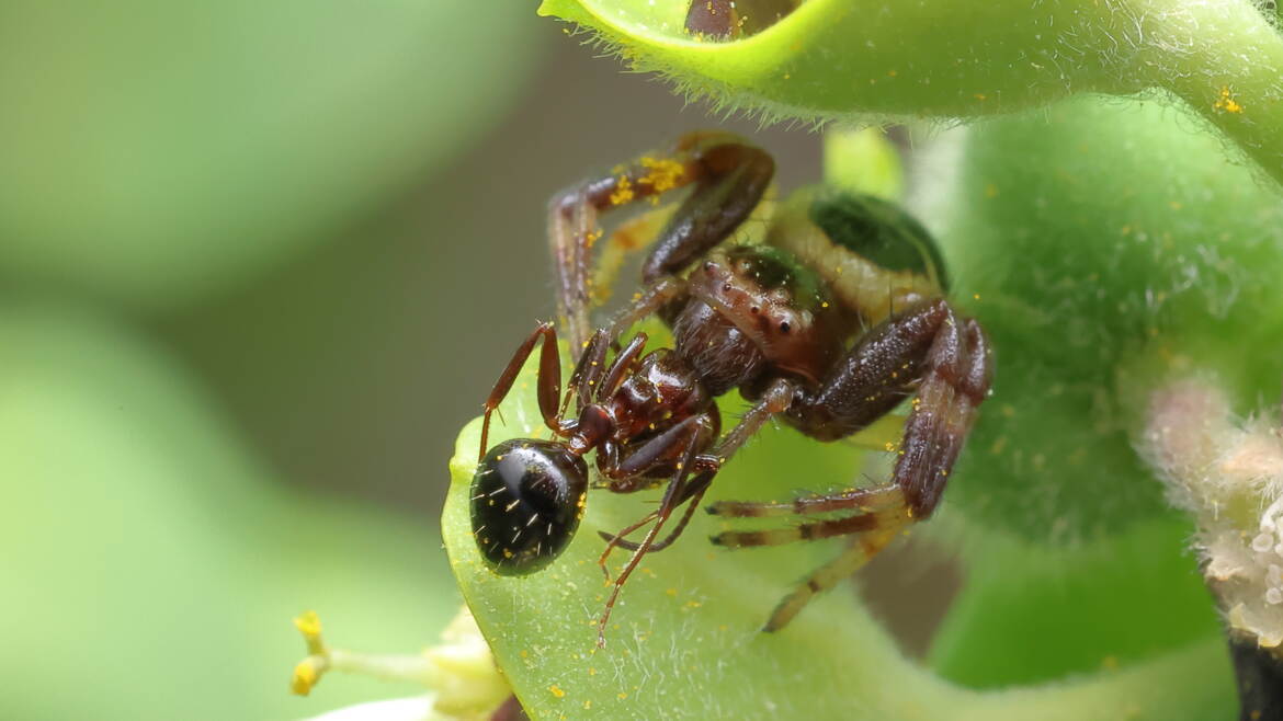 Le repas de l'araignée