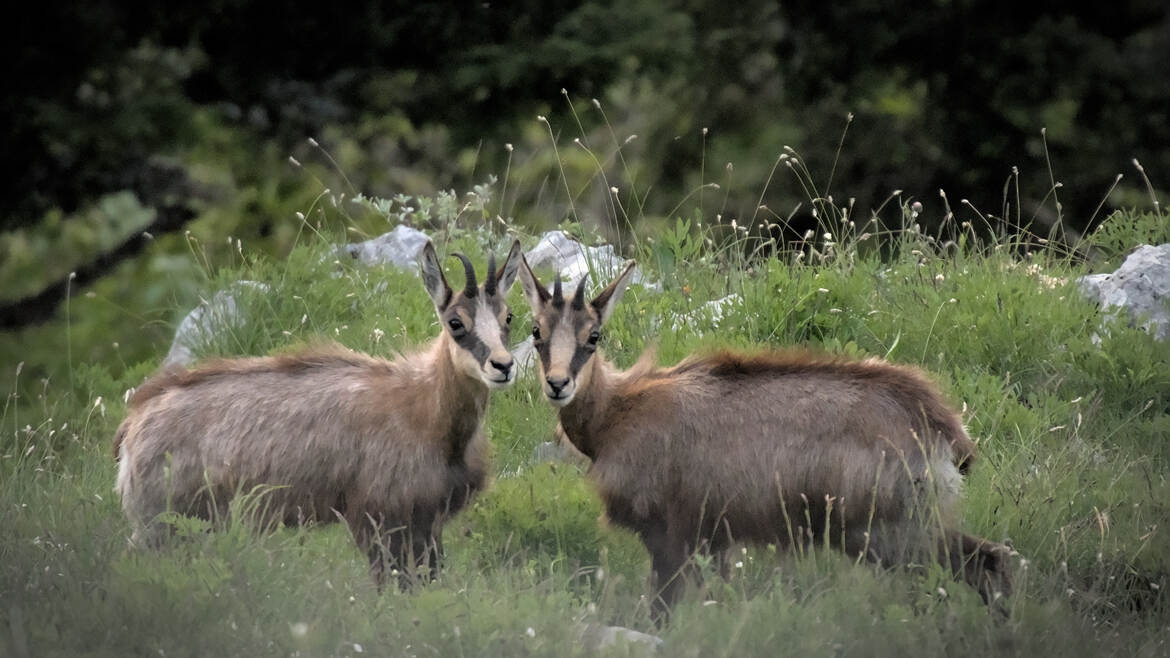 Calendrier des postes