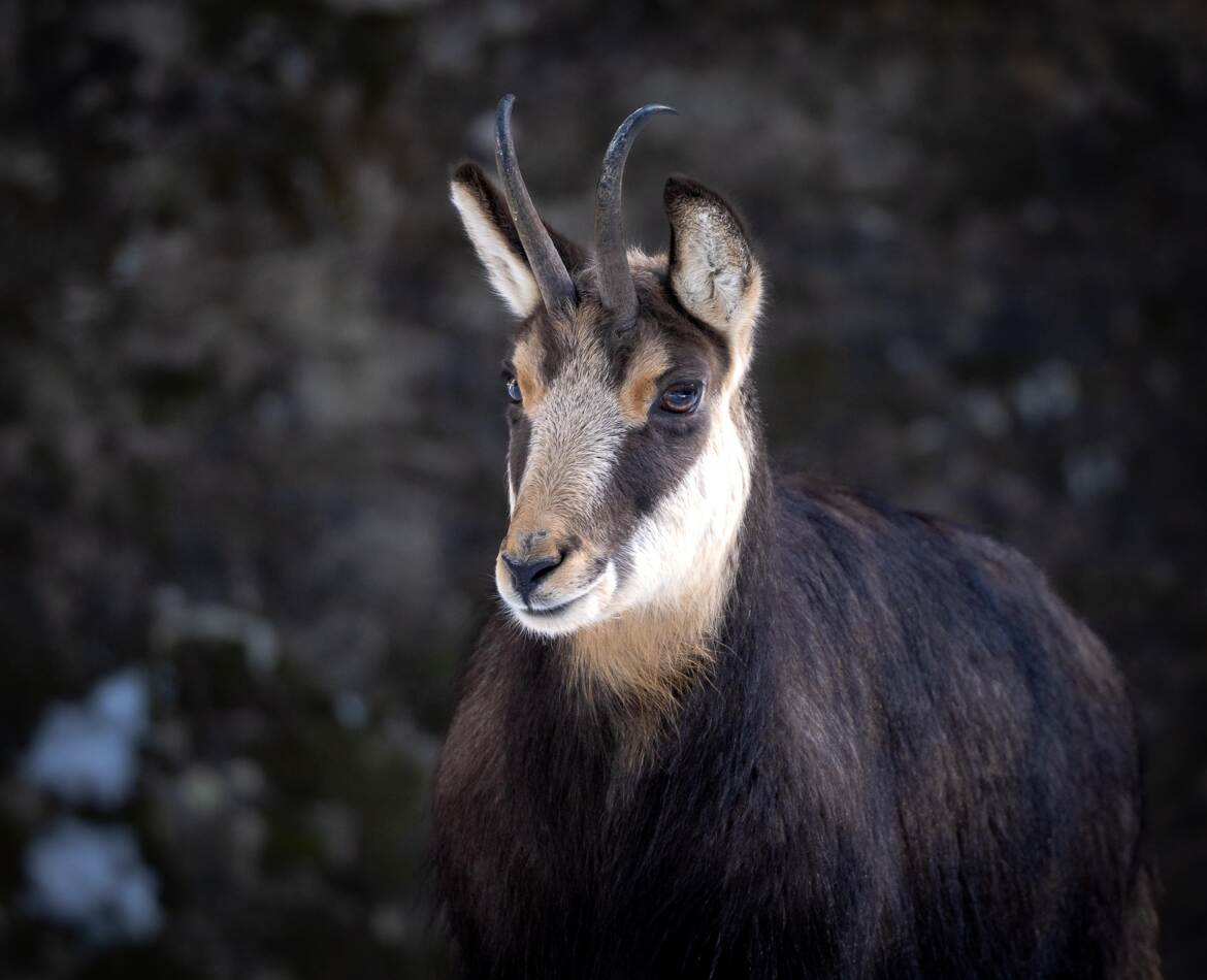 Chamois