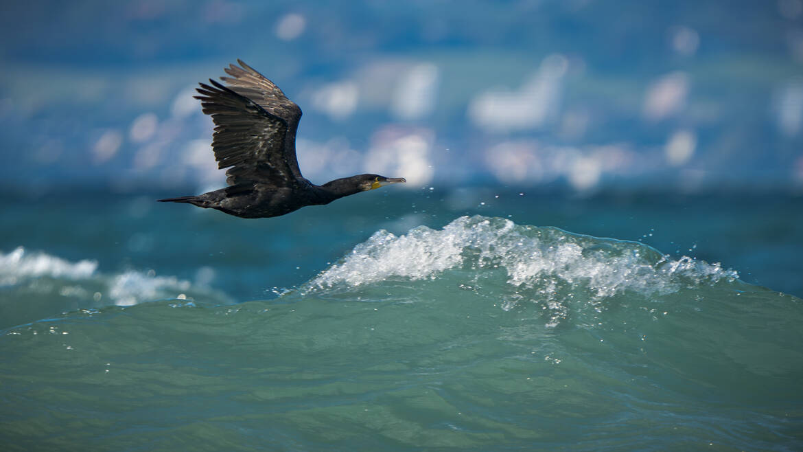 Surfer sur la vague !