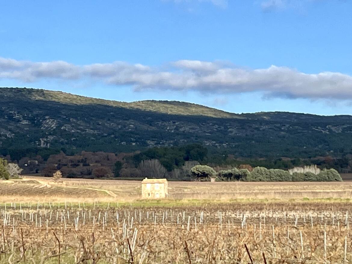 Vignes hivernales