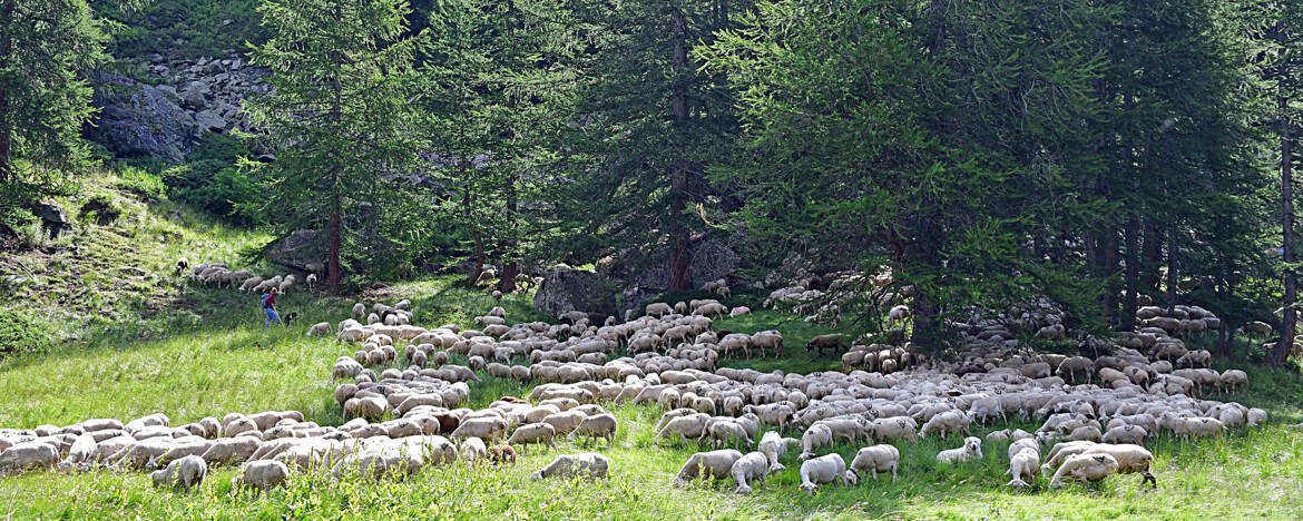 Transhumance
