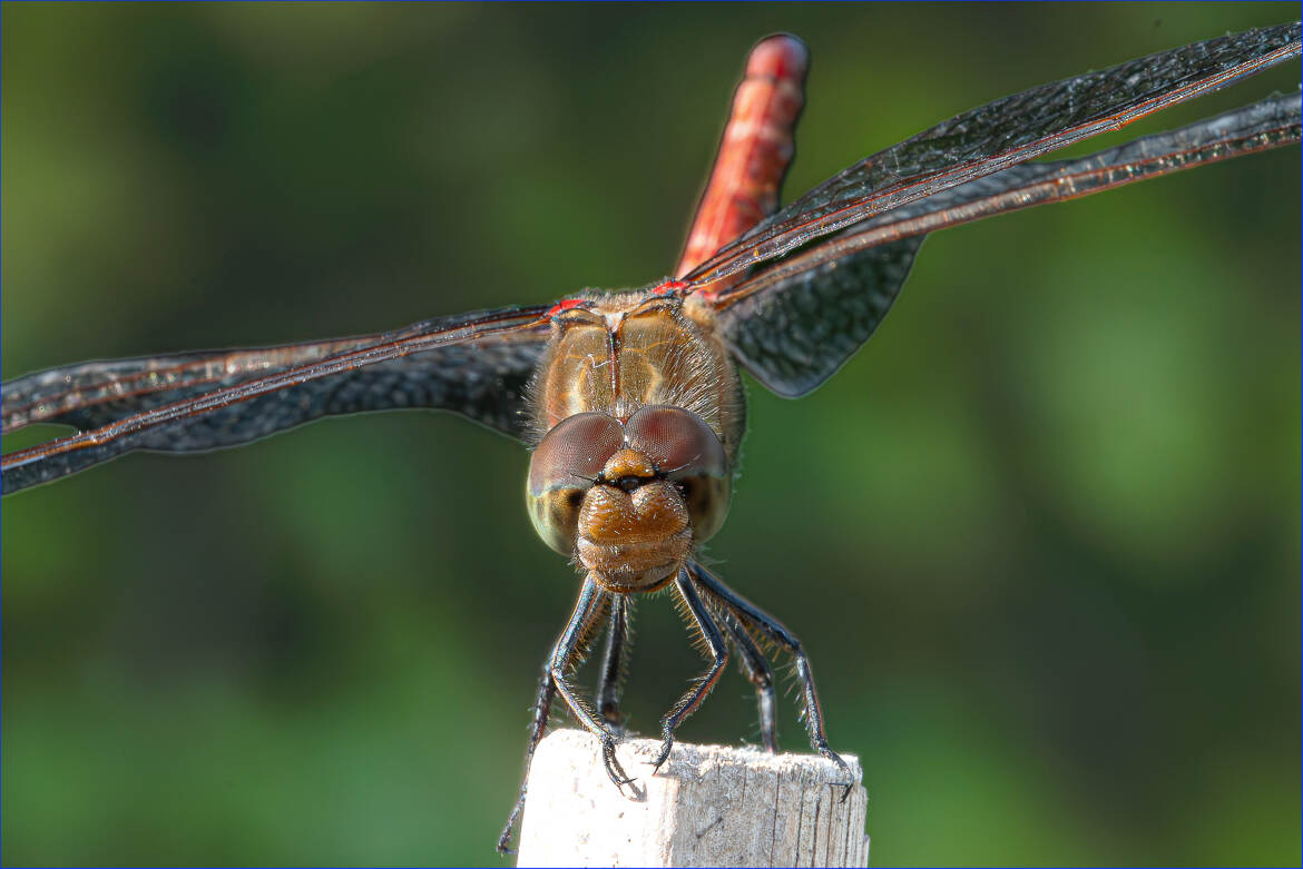 Libellule, posée à l'extrémité d'un bâton