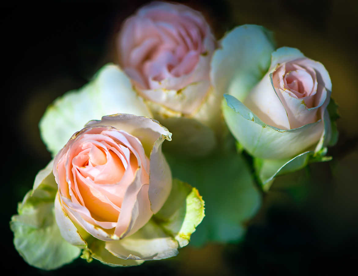 Roses douceur, dans le jardin de Laurent