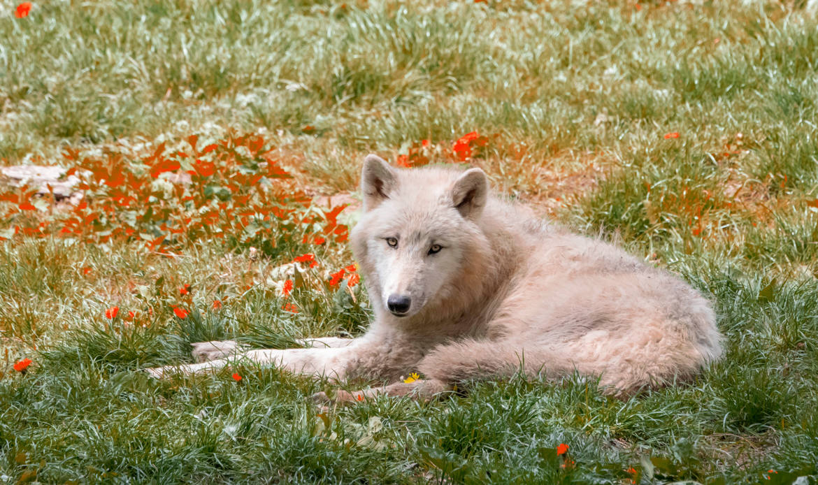 Le loup blanc dans son décore provençal