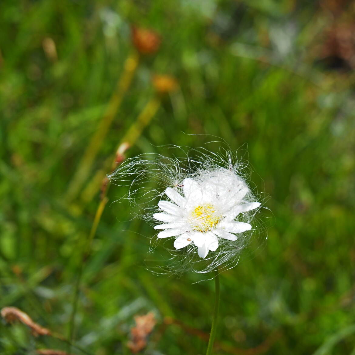 Marguerite voilée